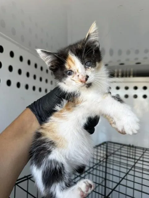 A baby small-sized female Domestic Short Hair cat named Blue Collar for adoption in Stockton, CA