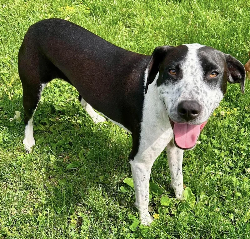 A young medium-sized female Hound dog named Singer for adoption in Kutztown, PA