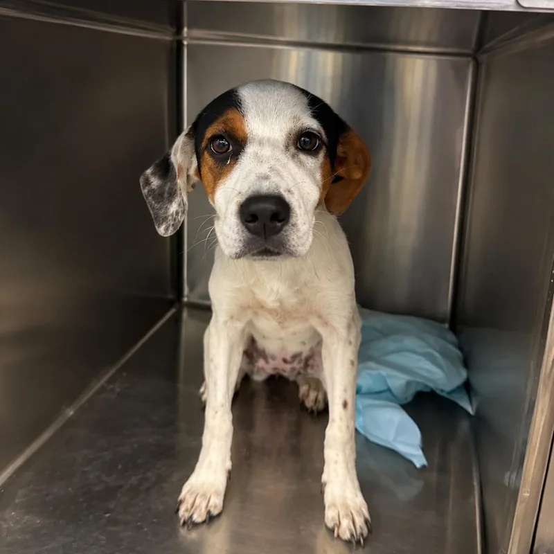 A baby small-sized female White / Cream Mixed Breed dog named Paper clip for adoption in Corbin, KY