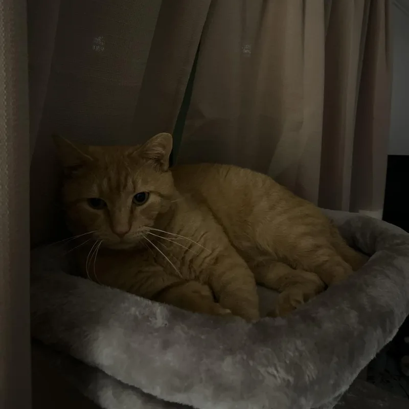 Simba thumbnail 2