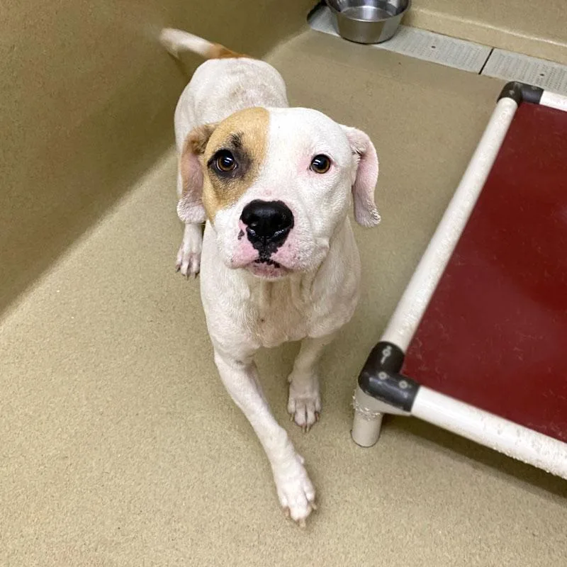 An adult medium-sized female Red / Chestnut / Orange Pit Bull Terrier dog named Nyla for adoption in Monroe, GA