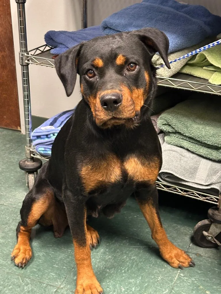 A young large-sized female Mixed Breed dog named Amelda for adoption in Jonesboro, AR