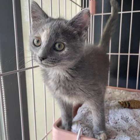 A baby small-sized female Gray / Blue / Silver Domestic Medium Hair cat named Sugar Pie for adoption in Dayton, OH