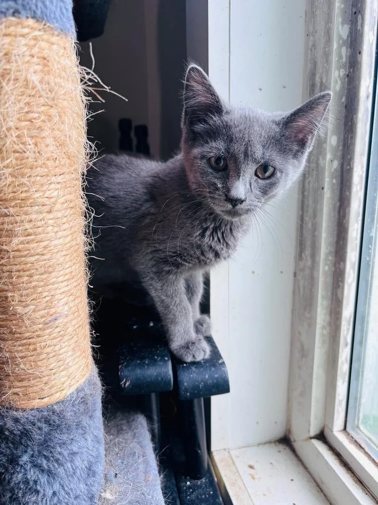 A baby small-sized female Gray / Blue / Silver Domestic Short Hair cat named Melissa for adoption in Milton, DE