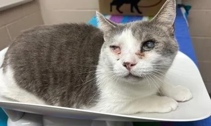 An adult small-sized male Domestic Short Hair cat named Albert for adoption in New Albany, IN