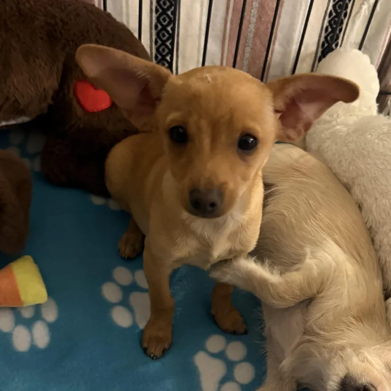 A baby small-sized female Chihuahua dog named Rouge for adoption in Penryn, CA