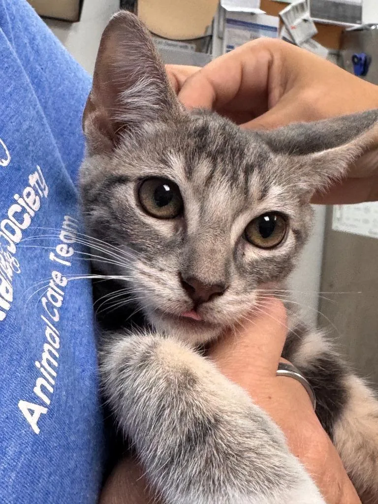 A baby small-sized male Domestic Short Hair cat named Wave for adoption in Labelle, FL