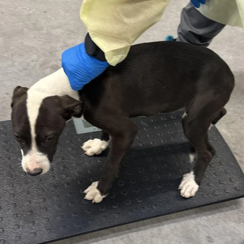 A young small-sized female Black Mixed Breed dog named Jeffia for adoption in Las Cruces, NM