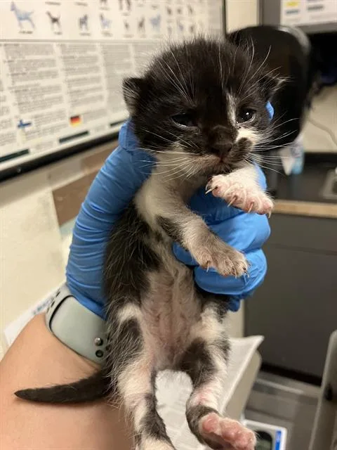 A baby small-sized male Domestic Short Hair cat named Bruce Lee for adoption in Long Beach, CA
