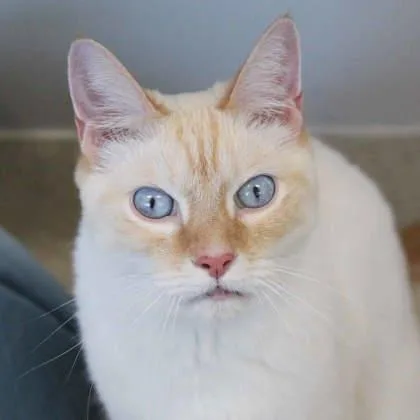 Benji