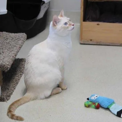 Benji thumbnail 3
