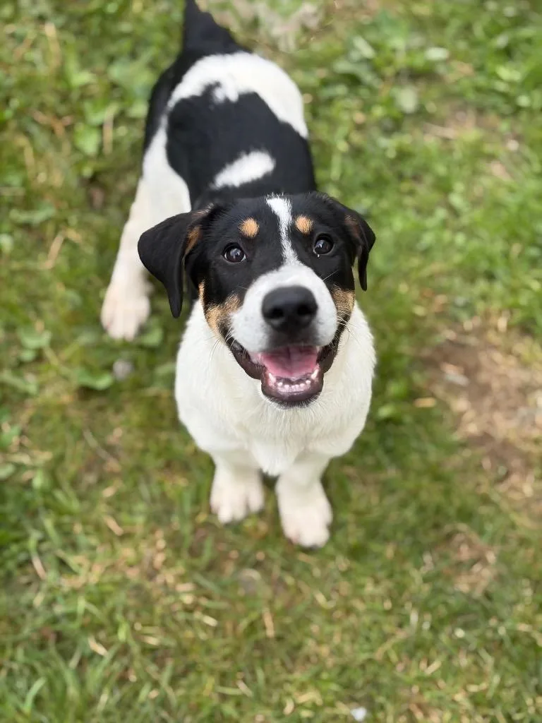 A baby large-sized female Great Pyrenees dog named Mosaic for adoption in Hudson, NY