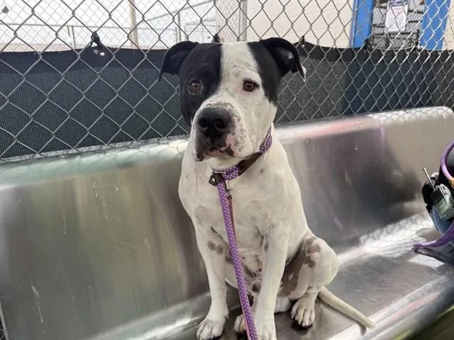 An adult large-sized male Pit Bull Terrier dog named Goober for adoption in Phoenix, AZ