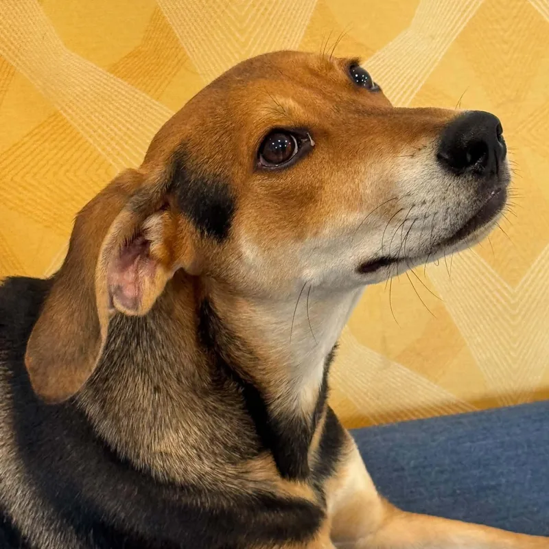 A baby medium-sized male Hound dog named Dennis for adoption in Danbury, CT