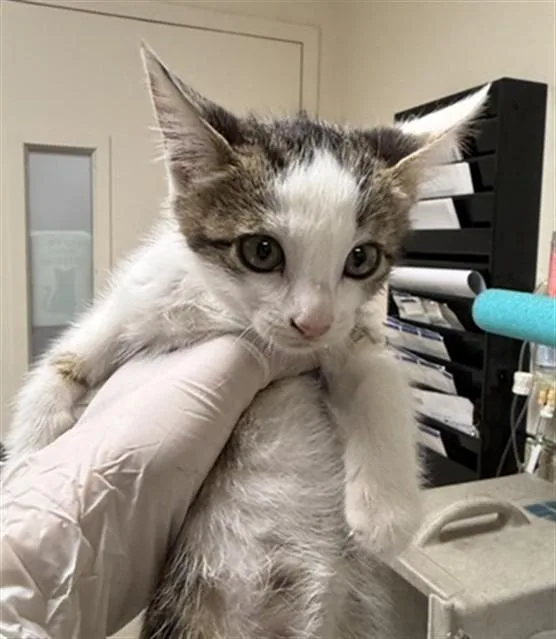A baby small-sized female Domestic Short Hair cat named Su for adoption in Riverside, CA