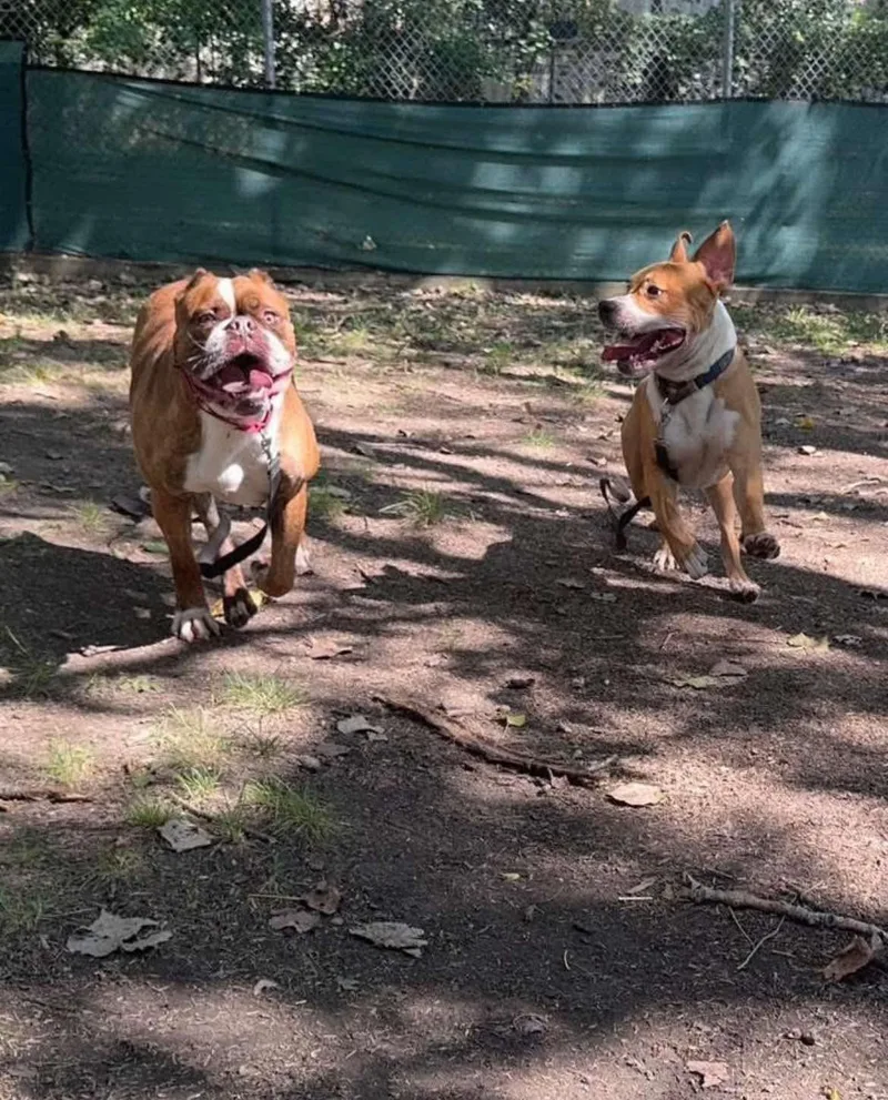 Brunhilda thumbnail 2