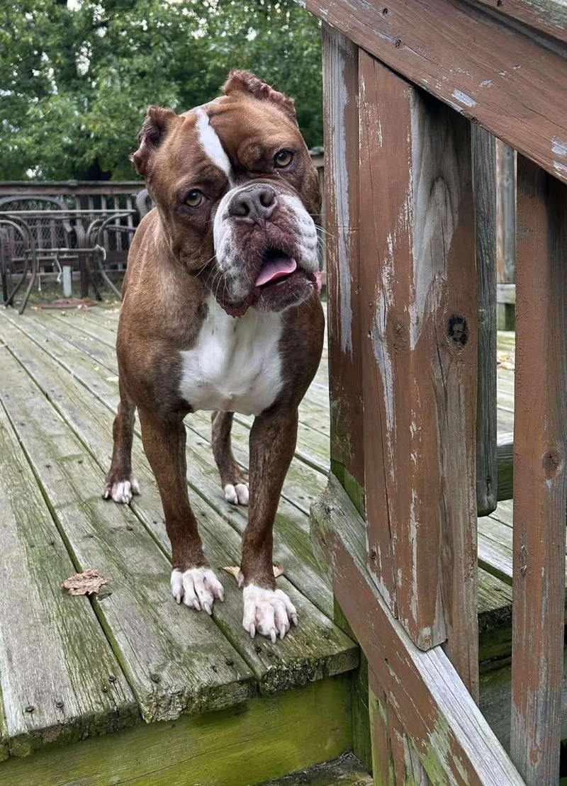 Brunhilda thumbnail 4