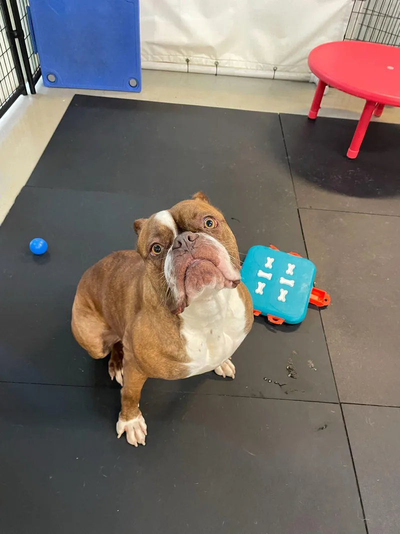 Brunhilda thumbnail 6