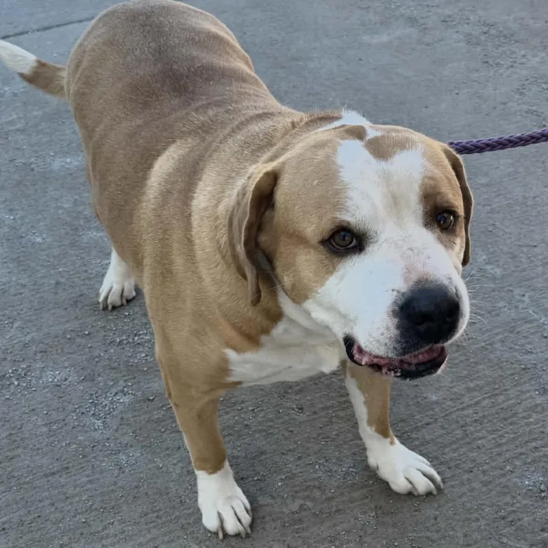 A senior large-sized male Yellow / Tan / Blond / Fawn American Bulldog dog named Buford for adoption in Spring Hill, KS