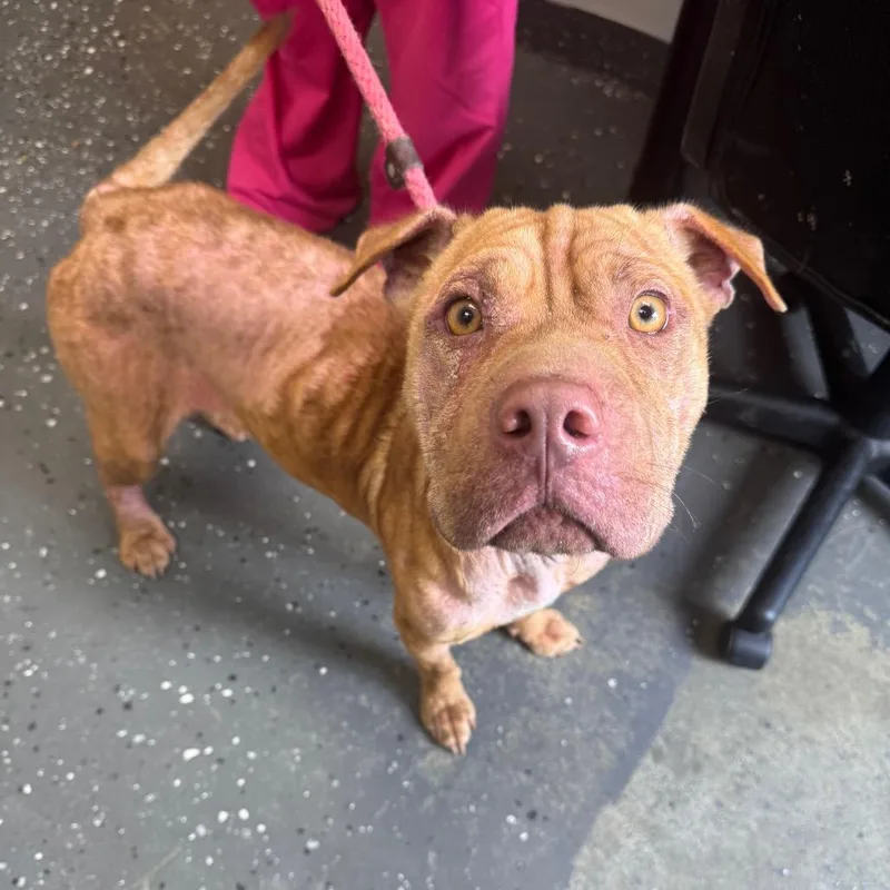 An adult medium-sized female Brown / Chocolate Mixed Breed dog named Lady for adoption in Columbiana, AL