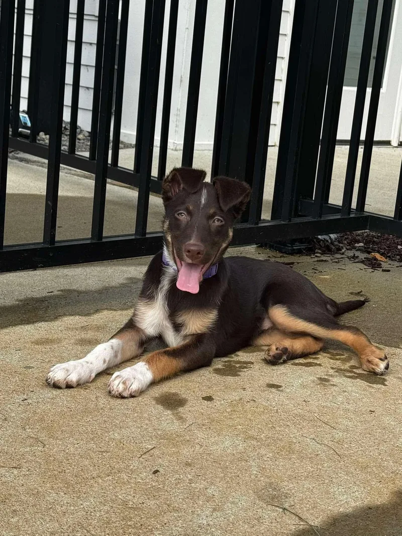 A baby medium-sized female Brown / Chocolate Australian Shepherd dog named Cocoa for adoption in Spring hill, TN