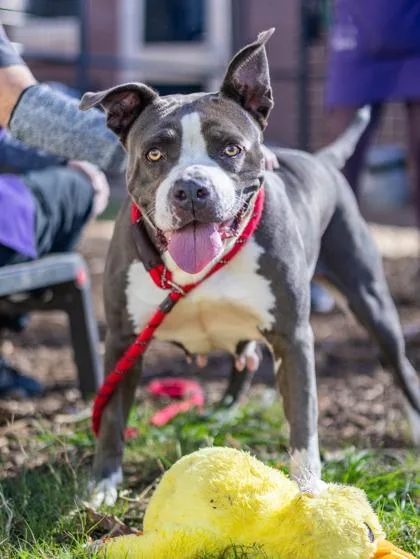 An adult large-sized female Mixed Breed dog named Big Latto for adoption in Chamblee, GA