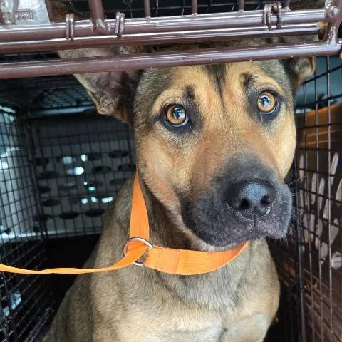An adult medium-sized female Mixed Breed dog named Church for adoption in Mount Gilead, NC