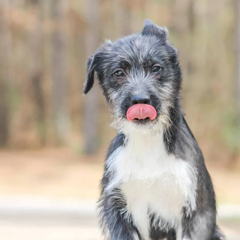 Hemingway thumbnail 3