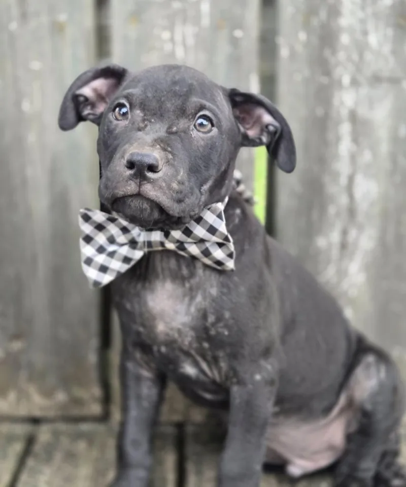 A baby medium-sized male Affenpinscher dog named Dexter for adoption in Hartsville, SC