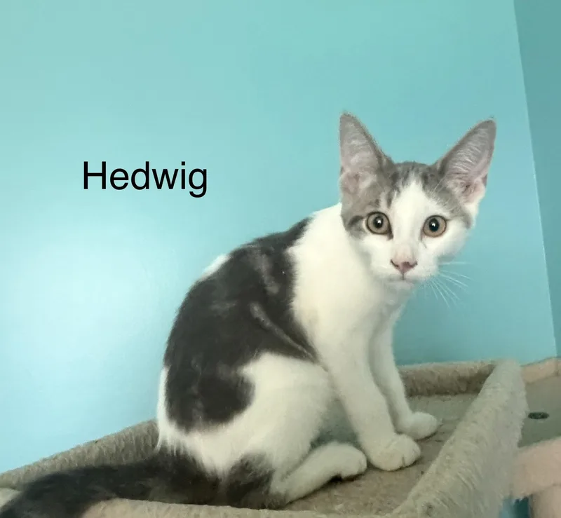 A baby medium-sized male Tabby (Gray / Blue / Silver) Domestic Short Hair cat named Hedwig for adoption in Lauderhill, FL