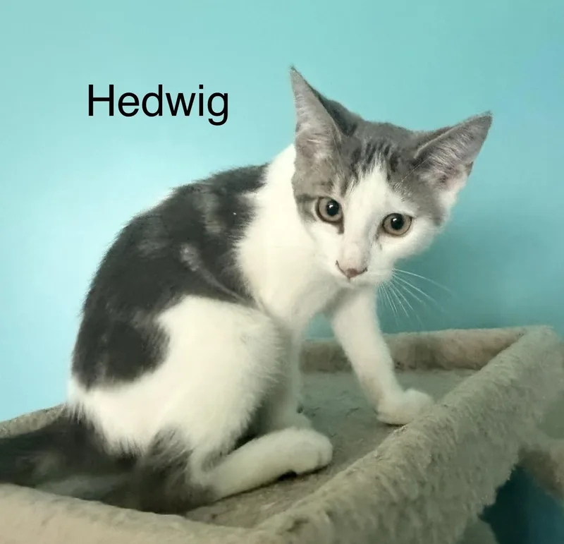Hedwig thumbnail 2
