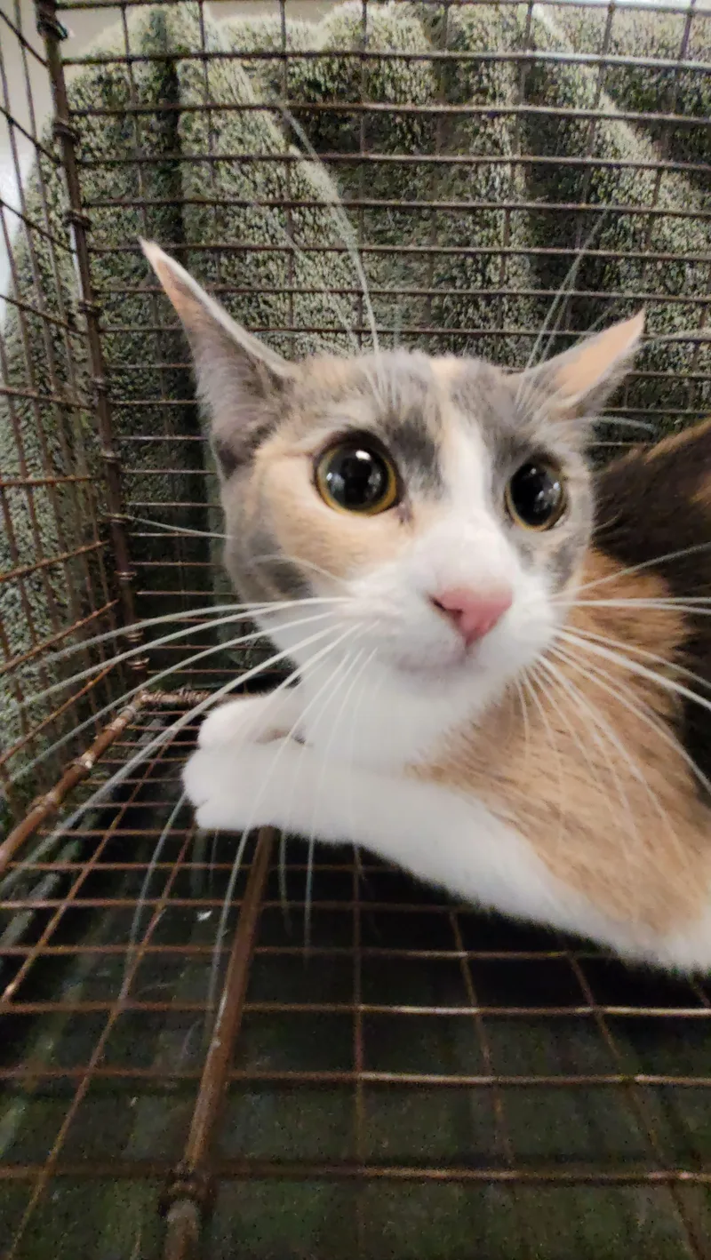 A young medium-sized female Domestic Short Hair cat named Tuna for adoption in Los Angeles, CA