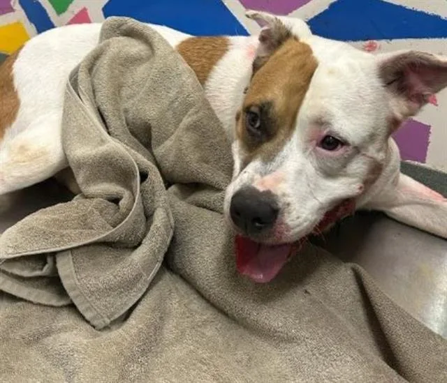 An adult large-sized female Pit Bull Terrier dog named Sissy for adoption in Baytown, TX