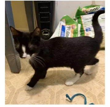 A baby medium-sized male Domestic Short Hair cat named Linus for adoption in Greenville, DE
