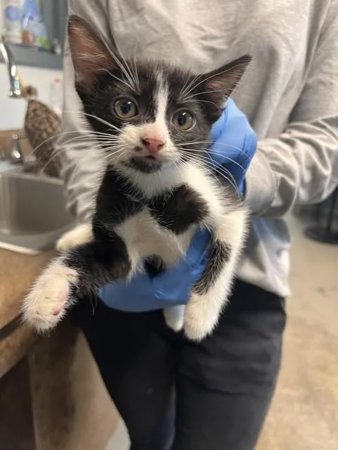 A baby small-sized female Domestic Short Hair cat named Coral for adoption in Tallahassee, FL