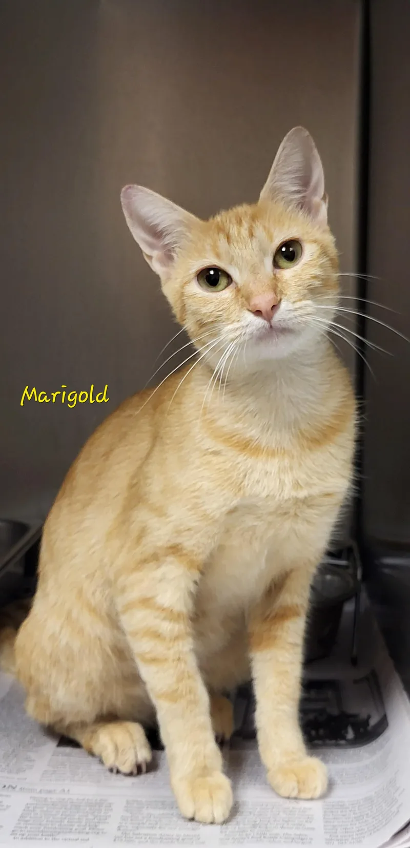 An adult medium-sized female Domestic Short Hair cat named Marigold for adoption in Marion, MS