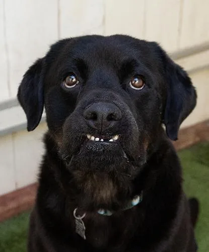 An adult large-sized female Black Rottweiler dog named Puddin' Cup for adoption in Encinitas, CA