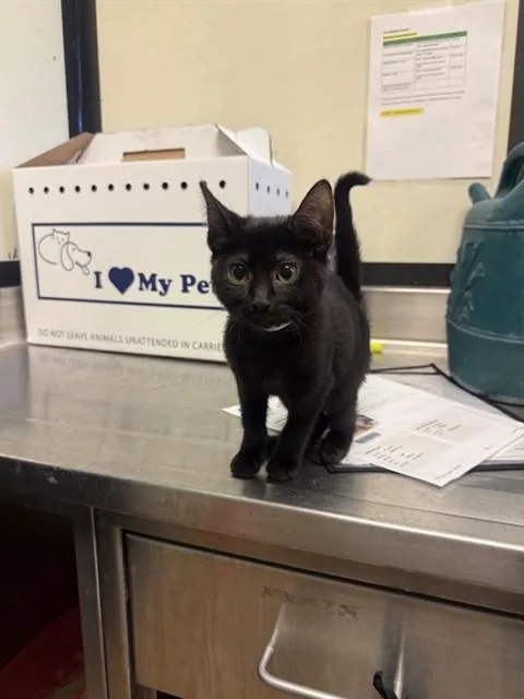 A baby small-sized female Domestic Short Hair cat named Prickle Pants for adoption in San Jose, CA