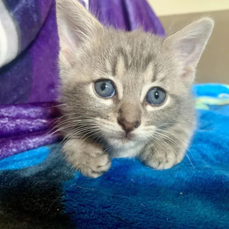 A baby small-sized female Gray / Blue / Silver Domestic Short Hair cat named Koala Toe for adoption in Austin, TX