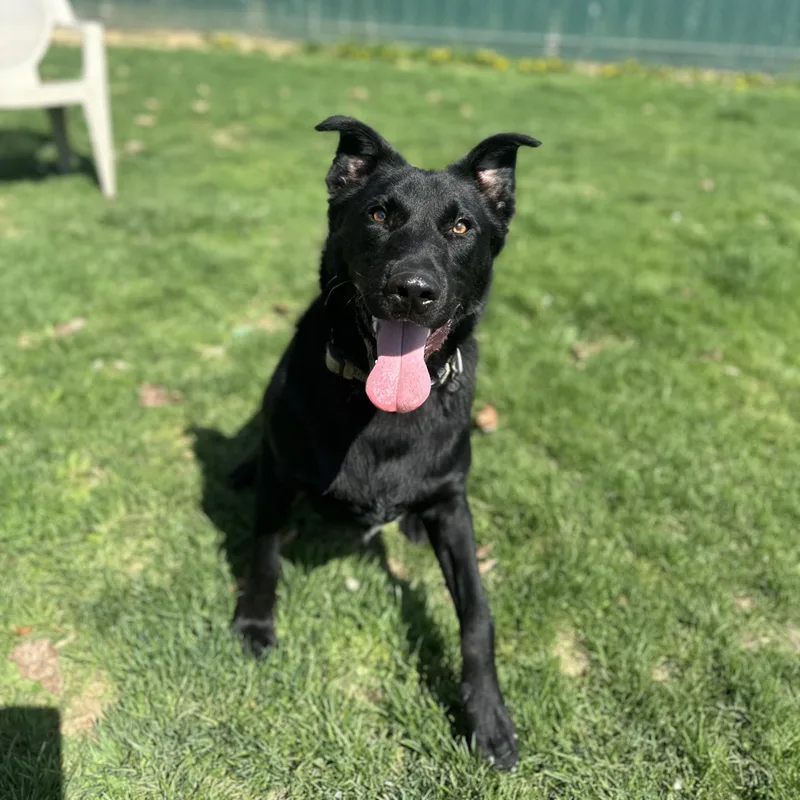 A young large-sized male Black Black Labrador Retriever dog named Coal for adoption in Myerstown, PA