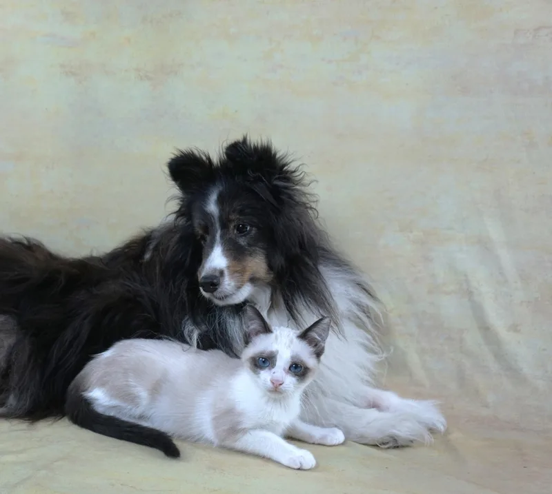 Lotus  Total Love thumbnail 4