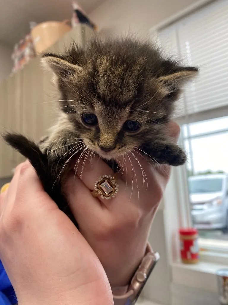 A baby medium-sized female Domestic Short Hair cat named Queen Anne's Lace for adoption in Van Wert, OH