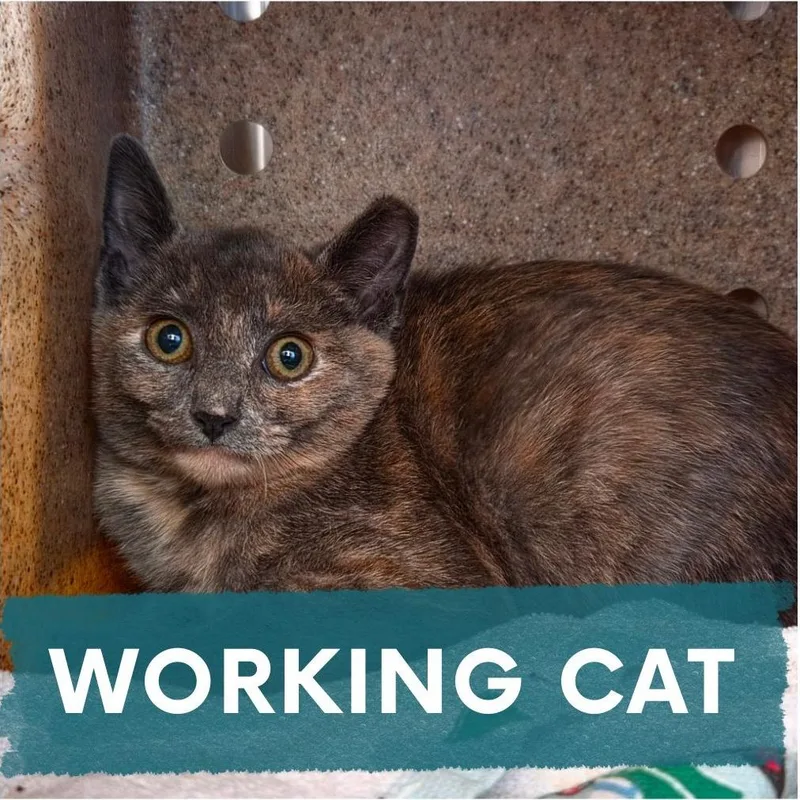 A baby small-sized female Tortoiseshell Domestic Short Hair cat named Neytiri for adoption in Asheville, NC