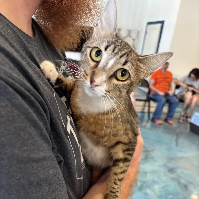 An adult medium-sized female Tabby cat named Sammie Wich for adoption in MONTGOMERY, TX