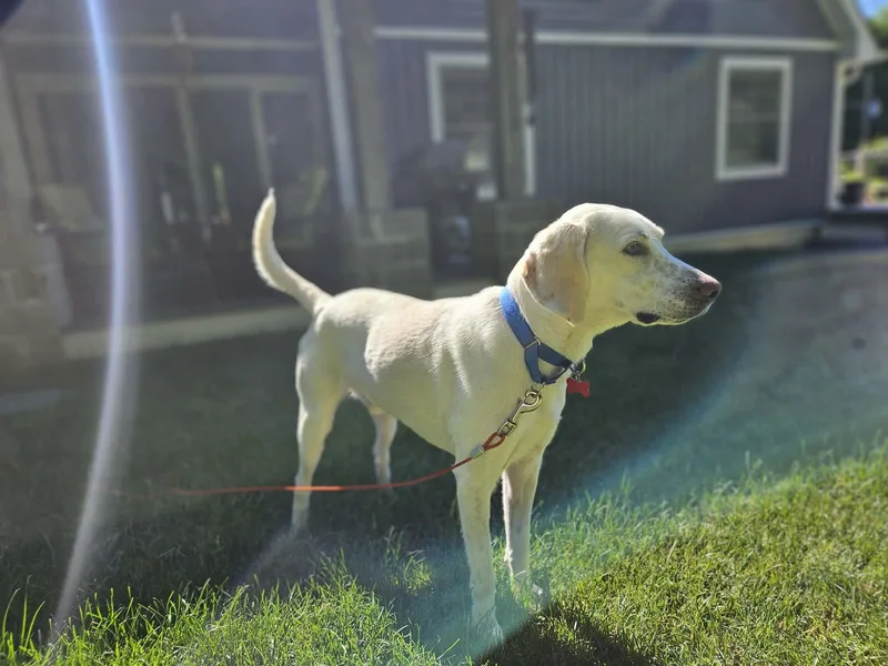 An adult large-sized male Labrador Retriever dog named Louis for adoption in Succasunna, NJ