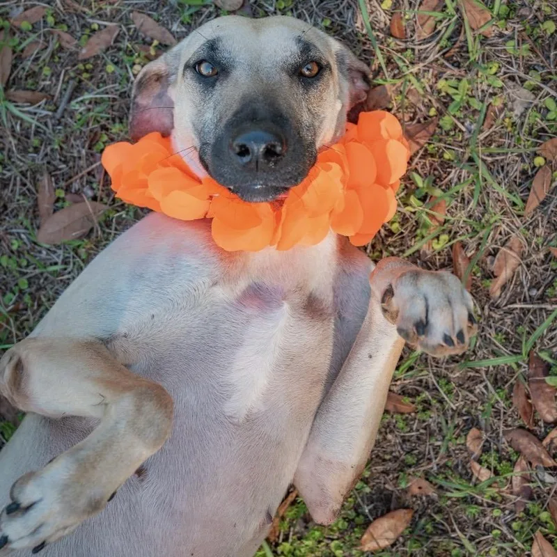 An adult medium-sized female Yellow / Tan / Blond / Fawn Mixed Breed dog named Lyrica for adoption in Pensacola, FL