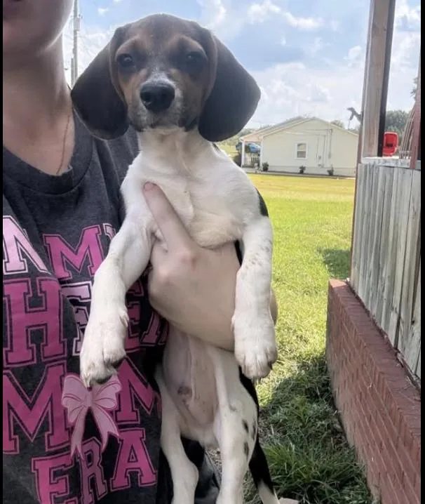 A baby small-sized male Beagle dog named Kory for adoption in Long Island City, NY