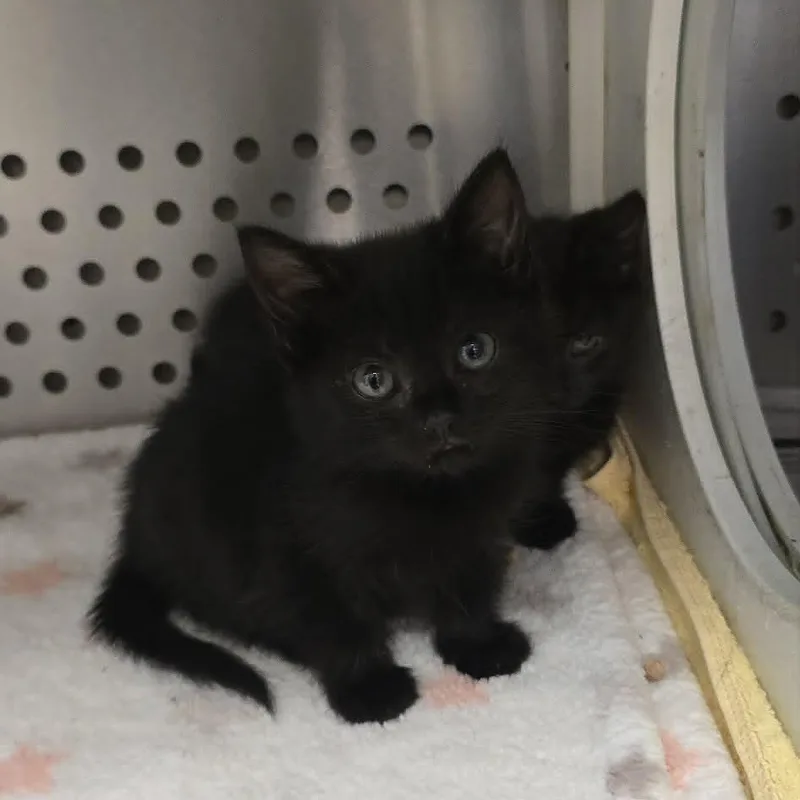 A baby medium-sized female Black Domestic Short Hair cat named Lorelei for adoption in Orange, VA
