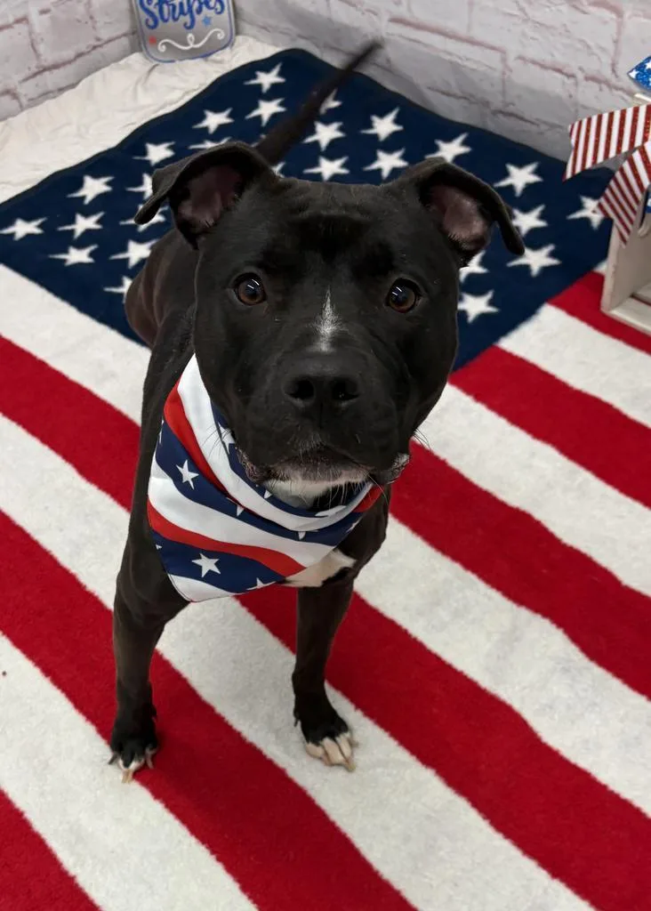 A young medium-sized female Mixed Breed dog named Mimi Imfurst for adoption in Detroit, MI