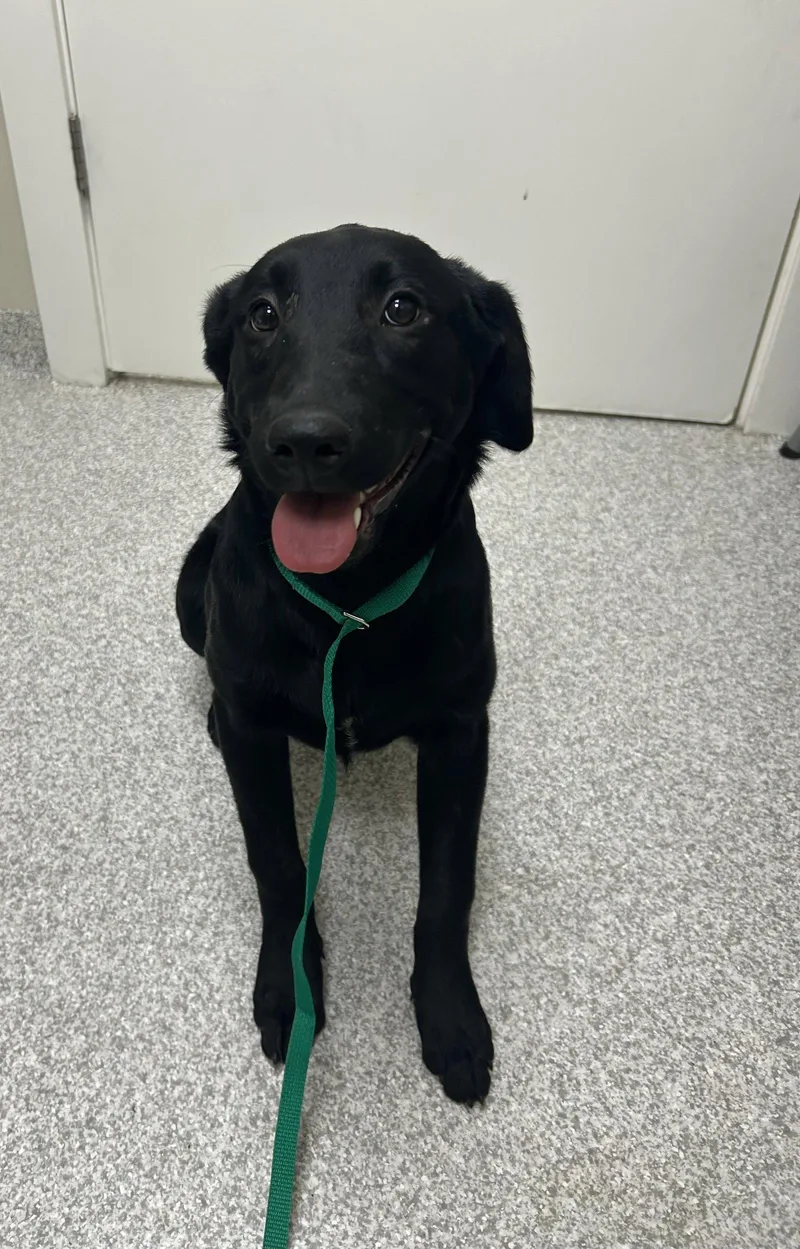 A young medium-sized female Black Labrador Retriever dog named Dixie for adoption in Lancaster, PA